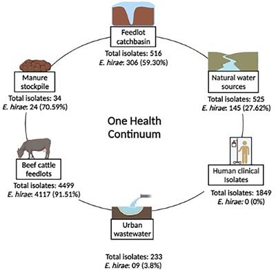 Genomic Characterization of Enterococcus hirae From Beef Cattle Feedlots and Associated Environmental Continuum